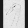 Der vornehme Herr Schwan - Tintenstift - 20 x 12 cm 