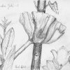 In Annelores Garten I - Bleistift - 18 x 24 cm 